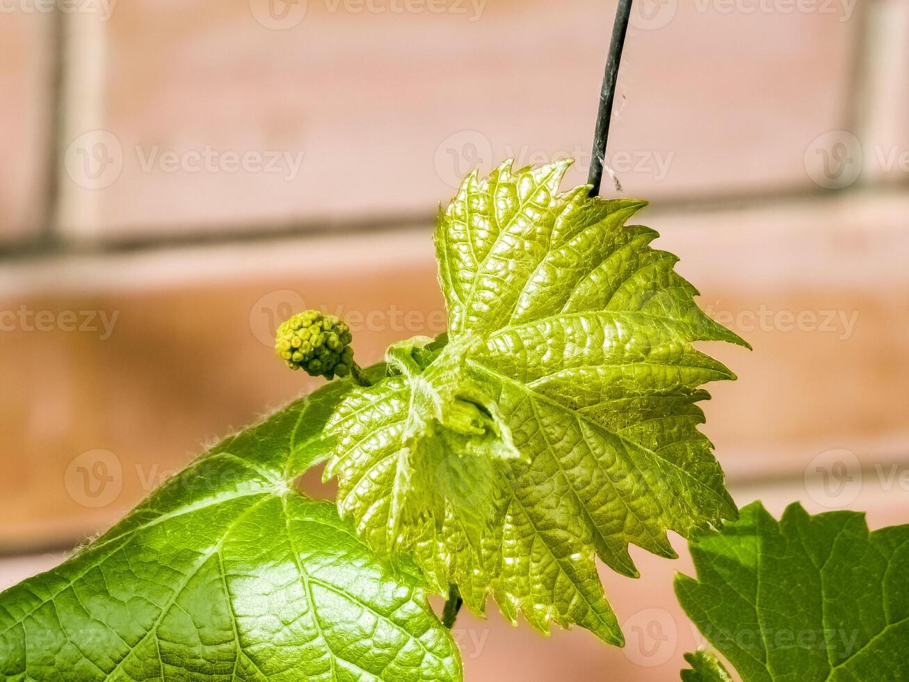 giovane le foglie e fiore mini cuffie su un' uva vite nel primavera. selettivo messa a fuoco foto