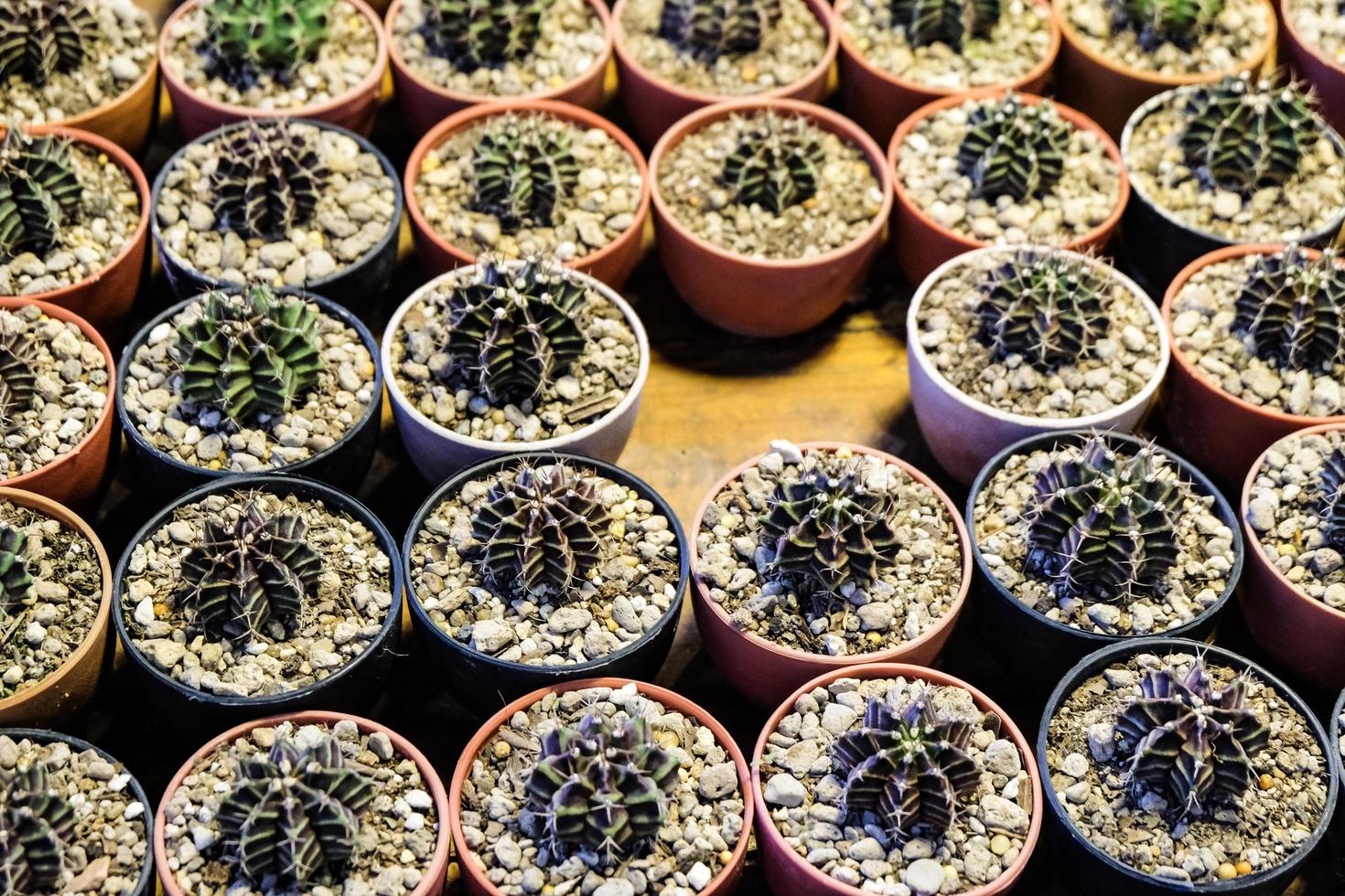 molti e varietà di cactus in vaso. foto