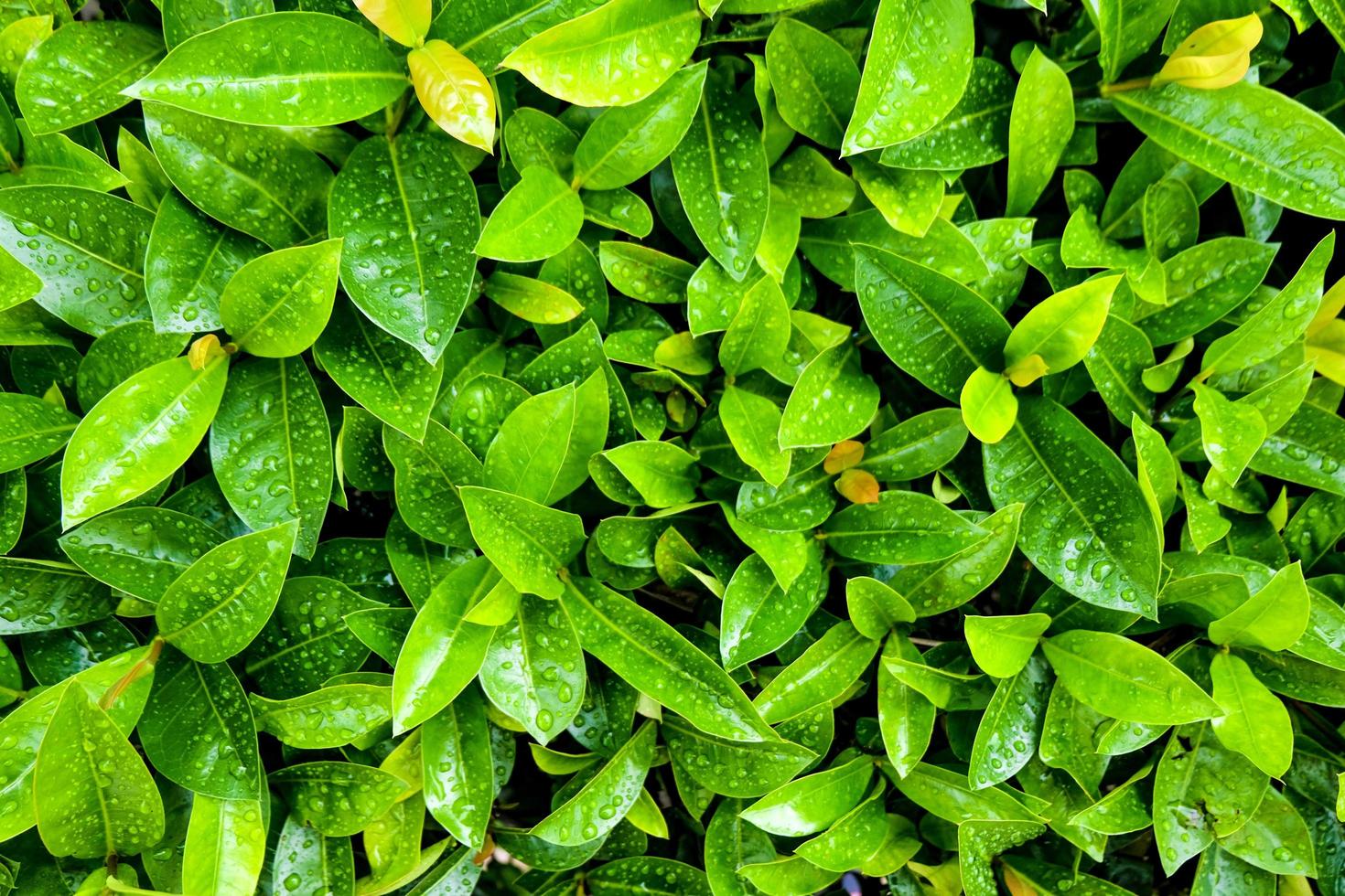 foglie verdi e gocciolina dopo la pioggia. è freschezza e concetto bagnato. foto