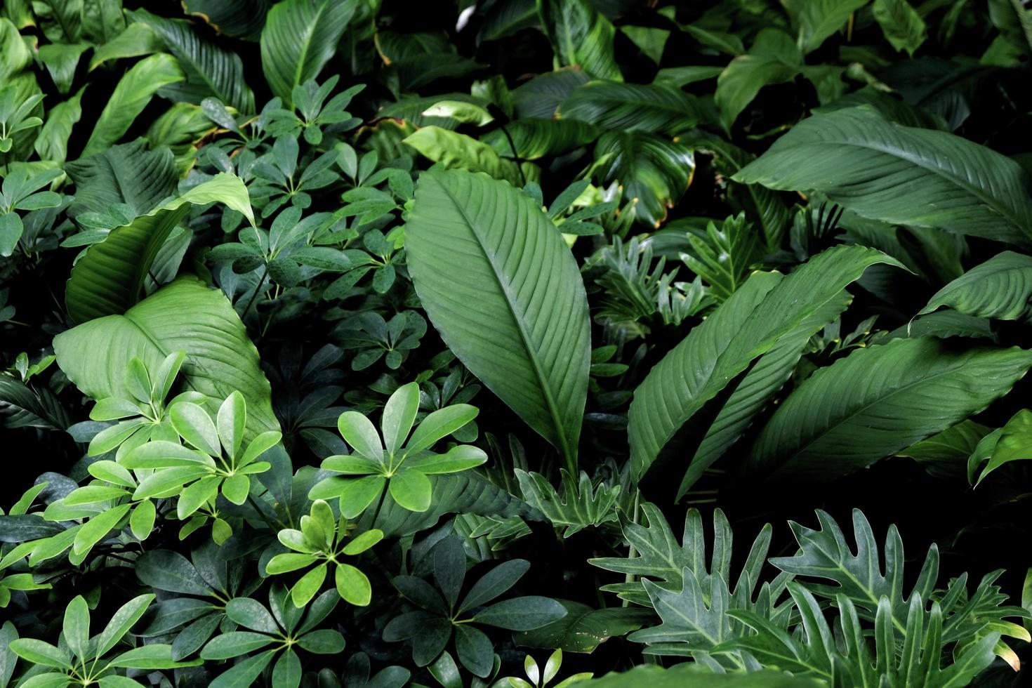 bellissime molte foglie verdi di botanica su sfondo scuro che possono creare un concetto di freschezza. foto