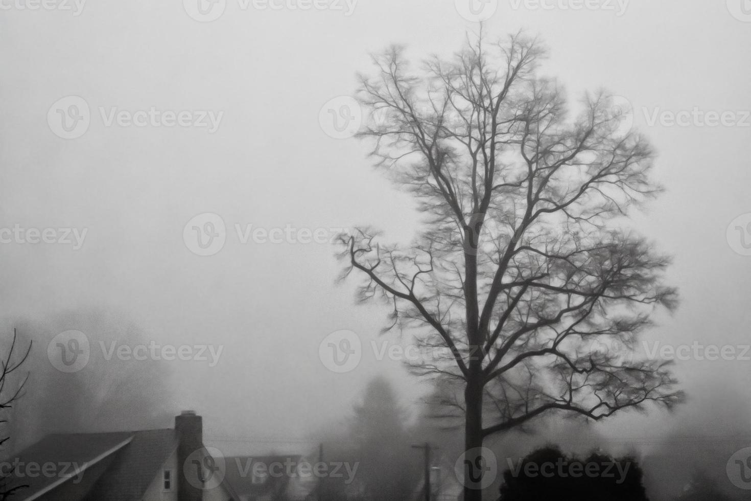 albero solitario nella nebbia foto