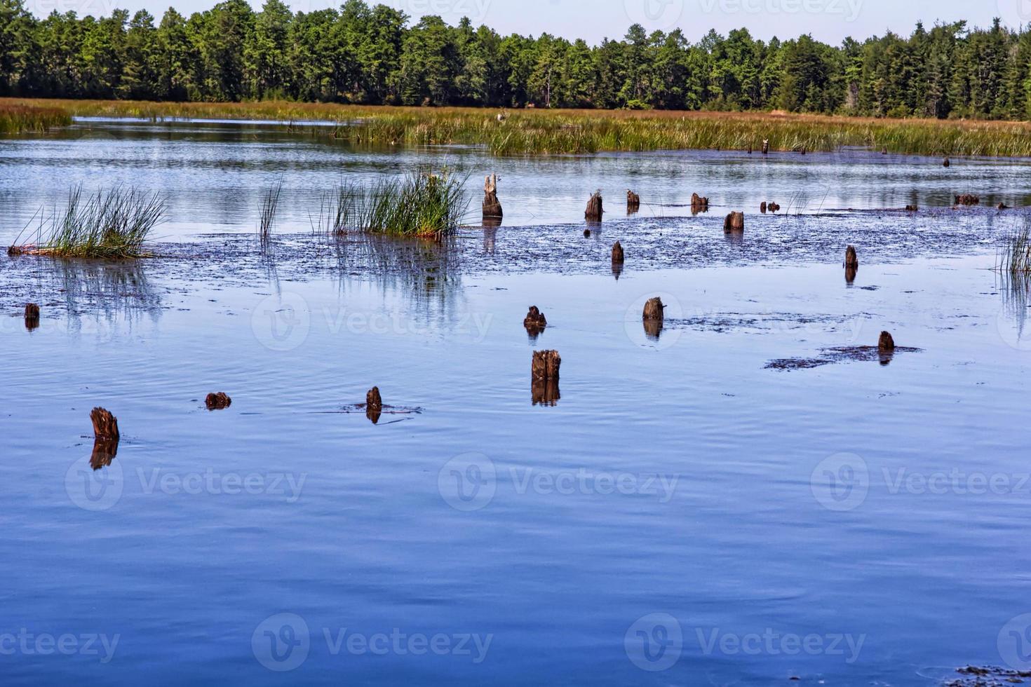 lago blu con tronchi foto