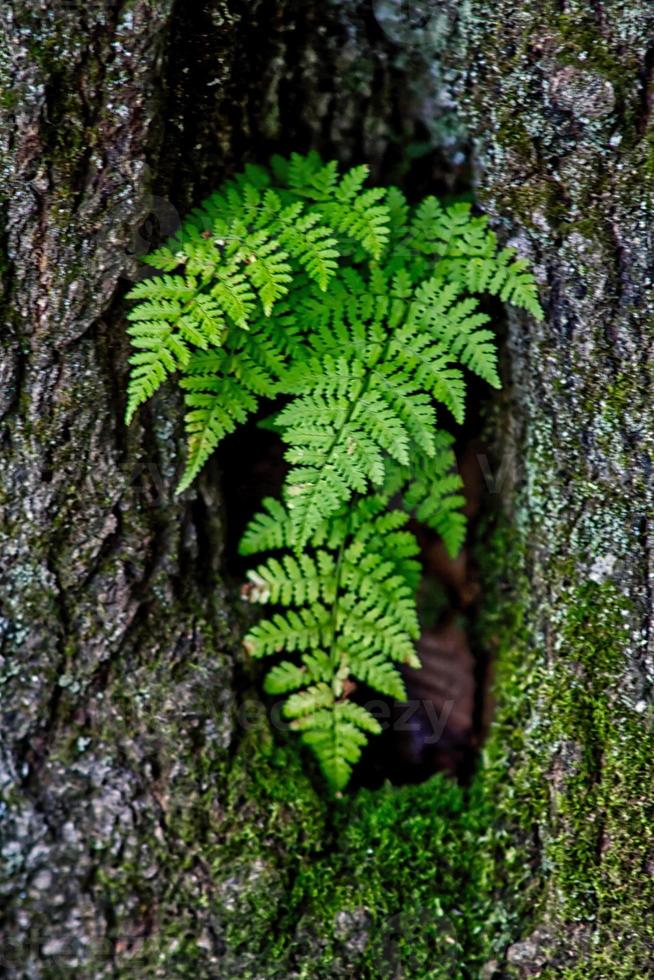 felci nell'albero foto