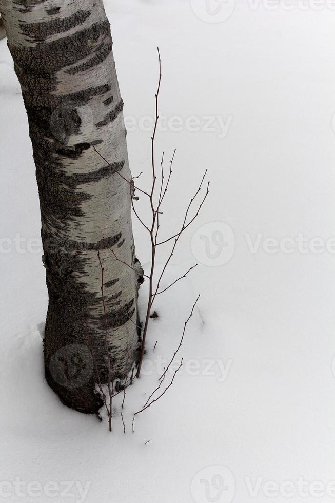 betulla nella neve foto