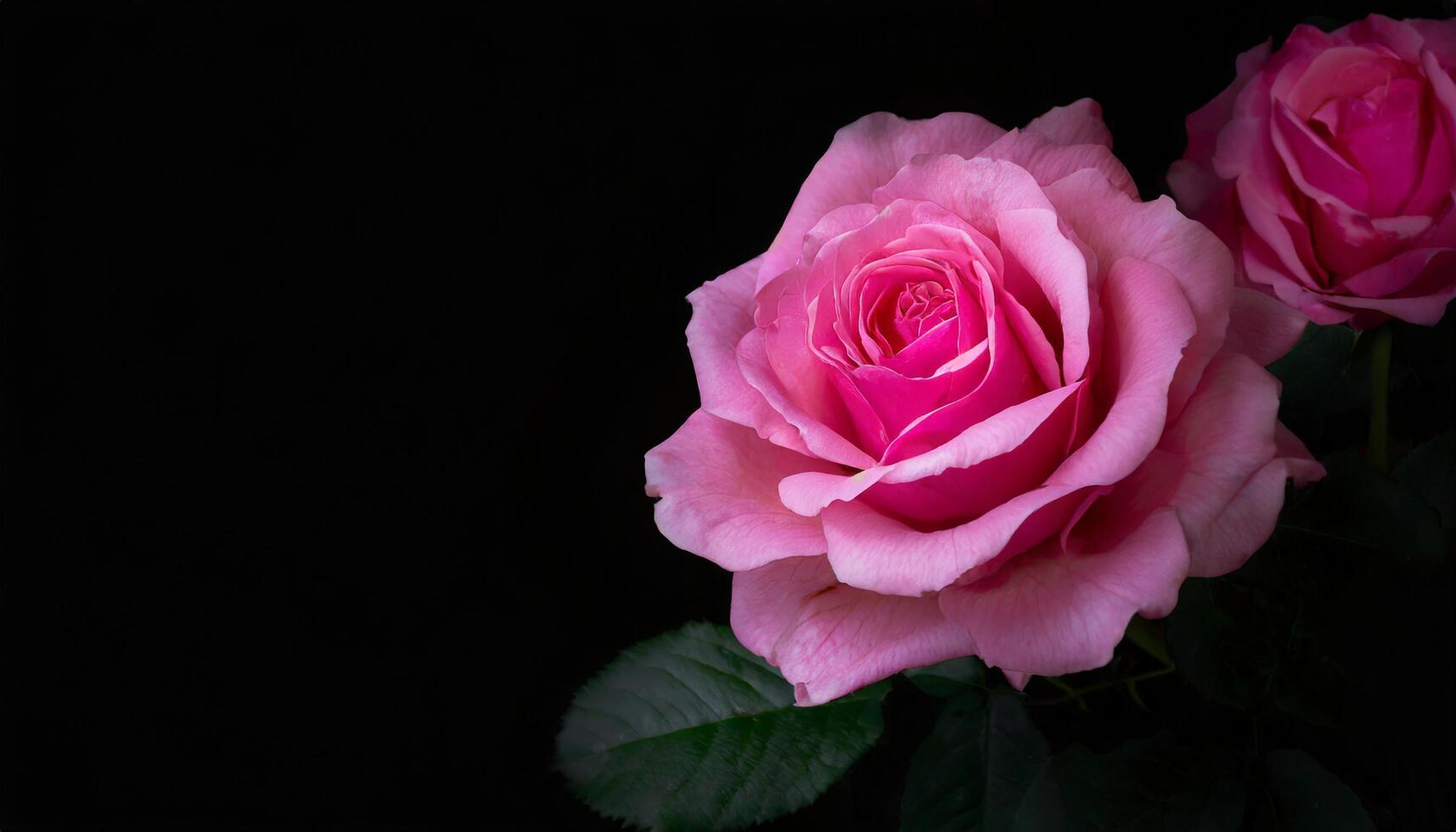 rosa Rose con spazio per testo foto