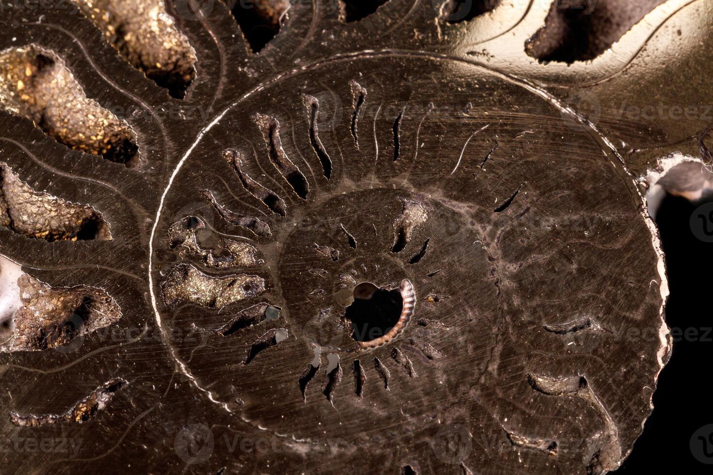 macro minerale pietra ammonite conchiglia su un' nero sfondo foto