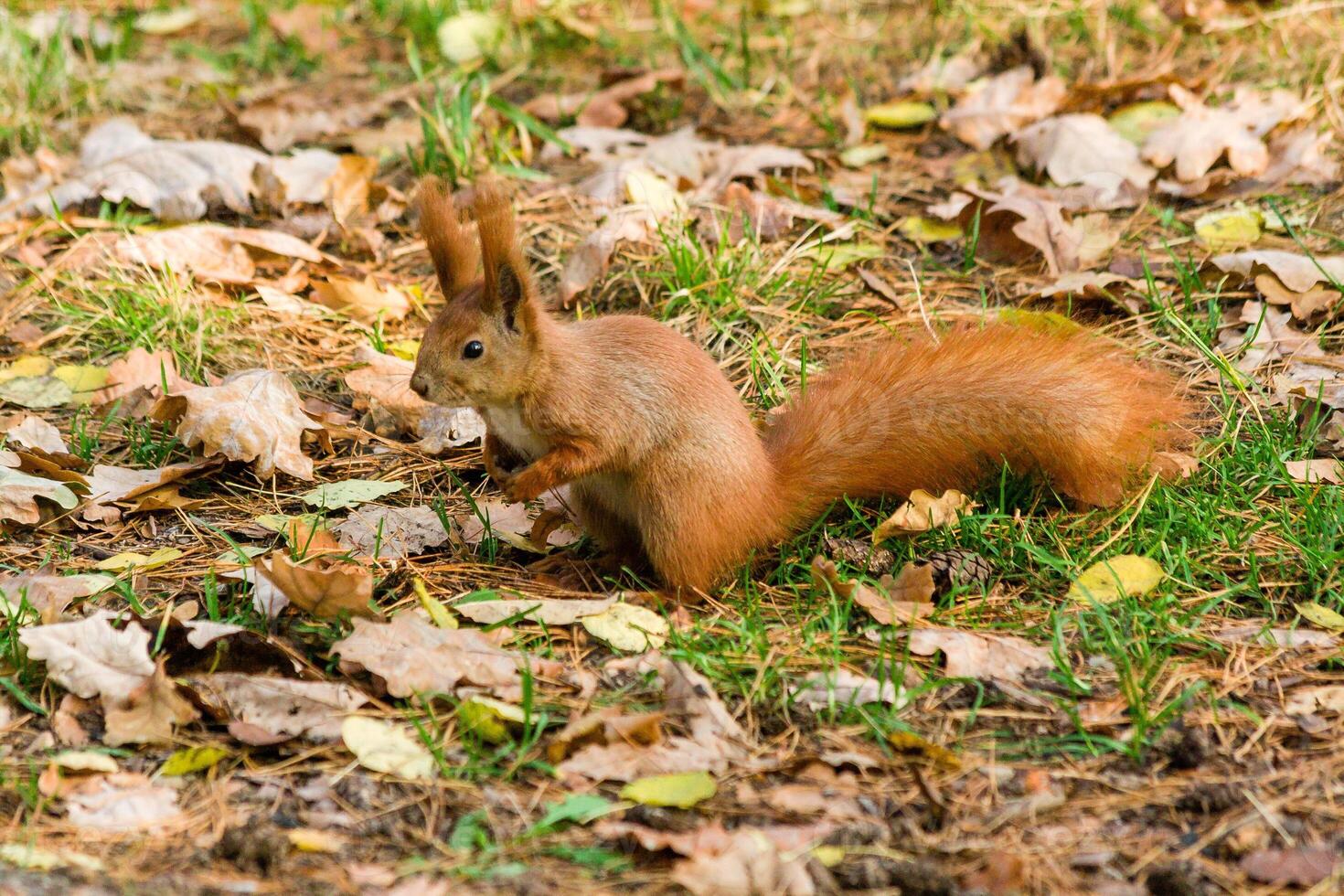 Presto scoiattolo nel il ricerca per noccioline foto