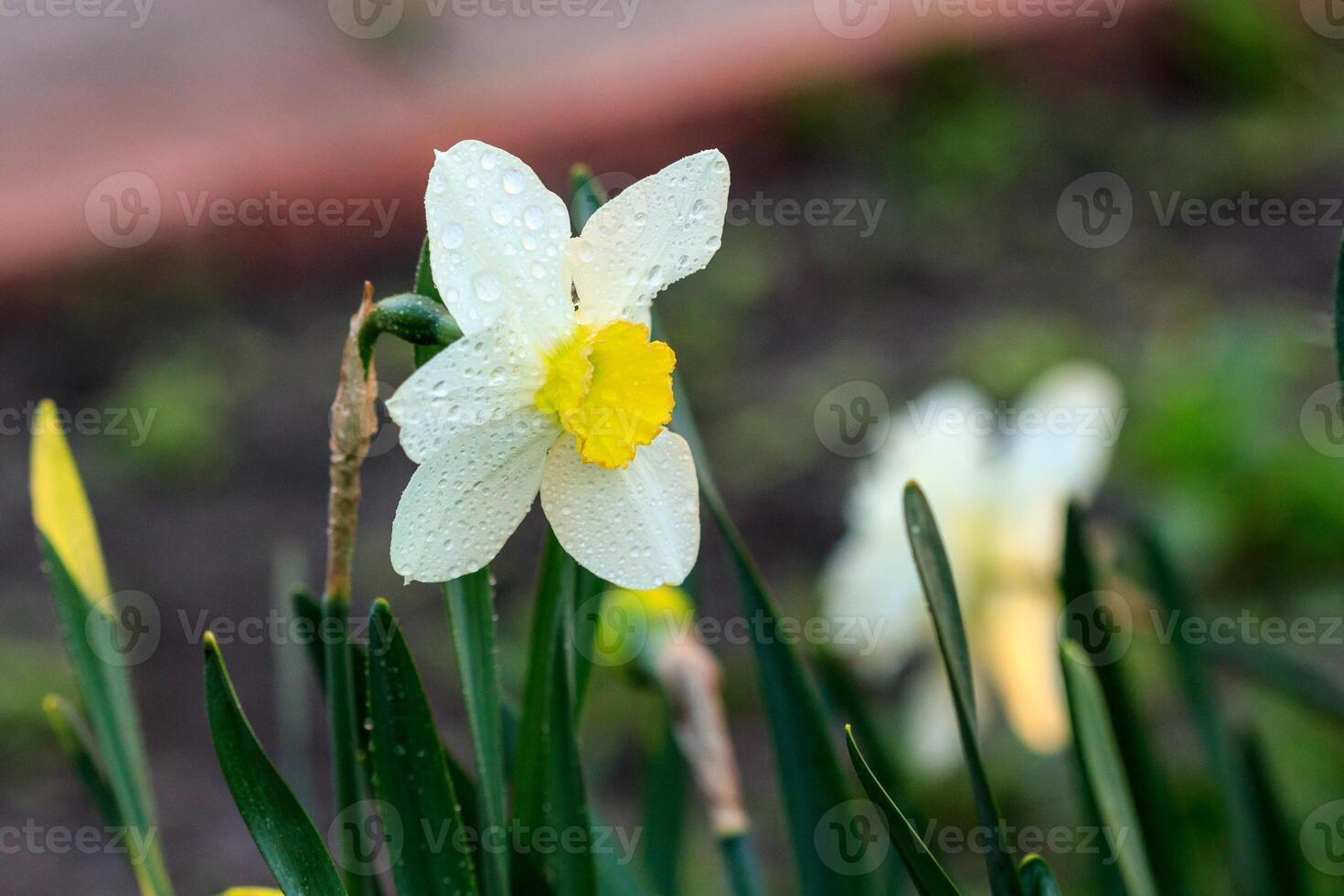 bellissimo estate poeticus giunchiglie foto