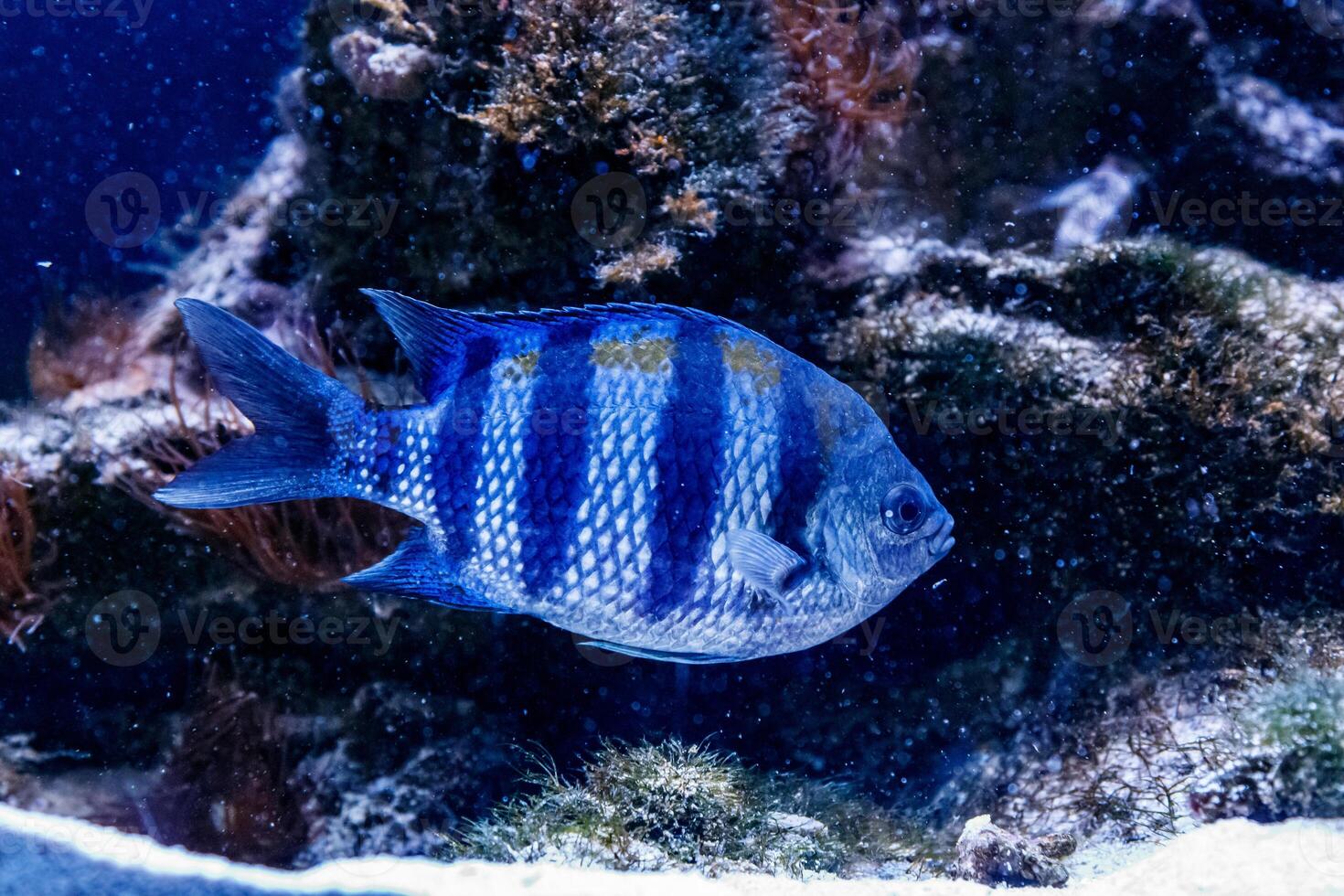 pesce chirurgo zebra acanthurus triostegu foto