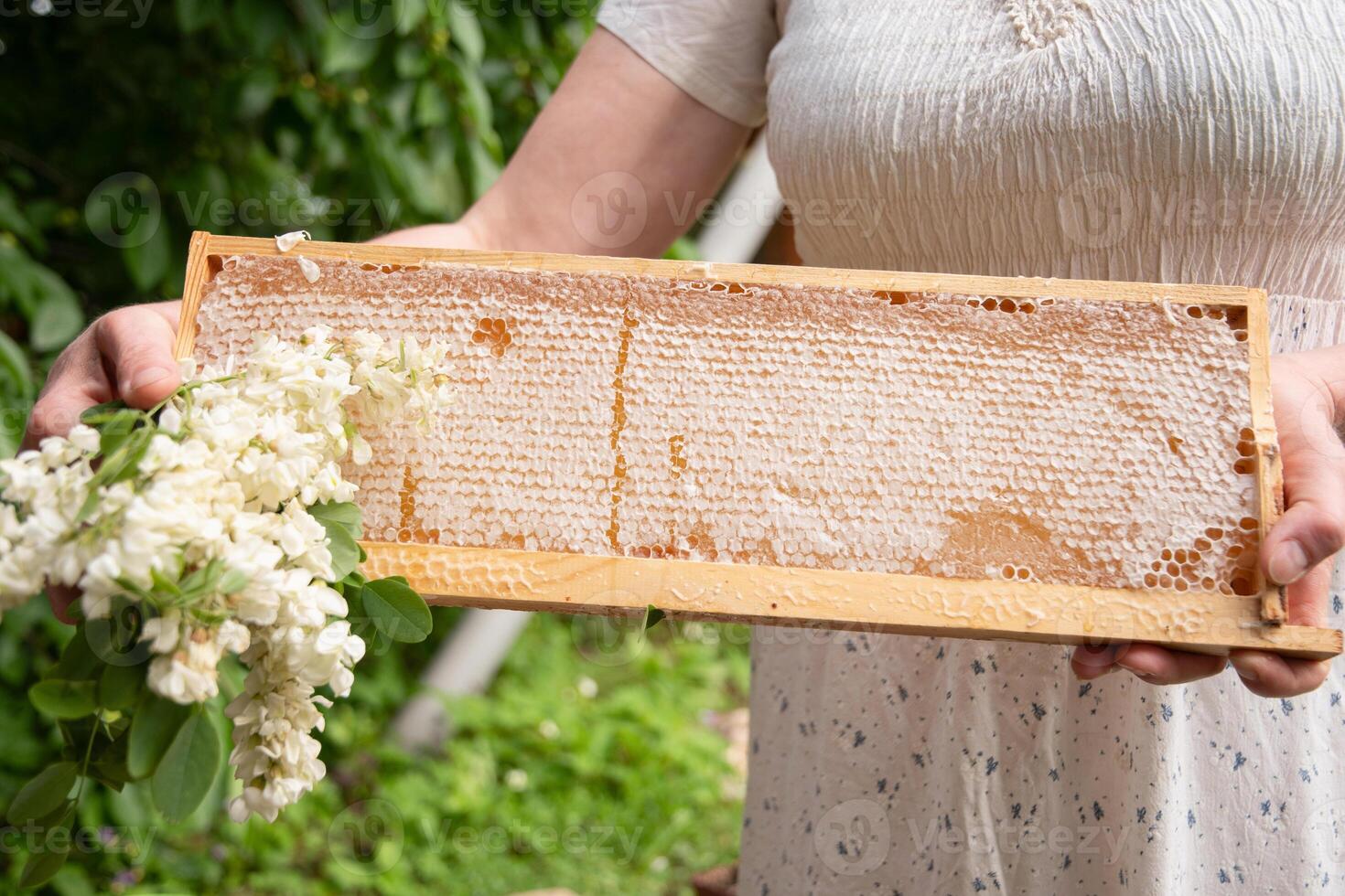 giovane donna detiene un' telaio con favi pieno di fresco acacia Miele, un' nuovo raccogliere di un' dolce ape delicatezza, foto