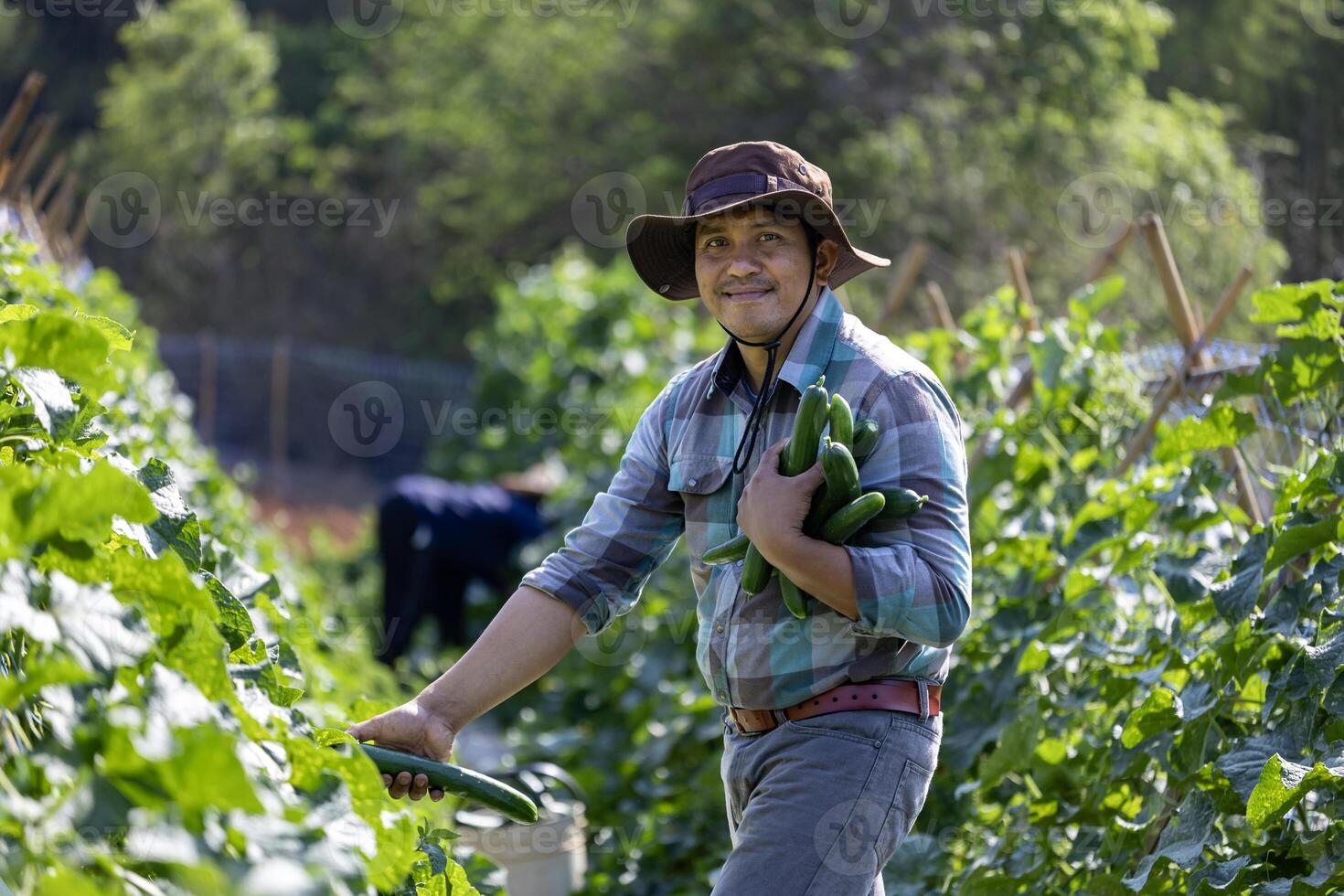 asiatico contadino è appena raccogliere salutare cetriolo o zucchine a partire dal il verdura organici azienda agricola approccio per Locale giardiniere e homegrown produrre concetto foto