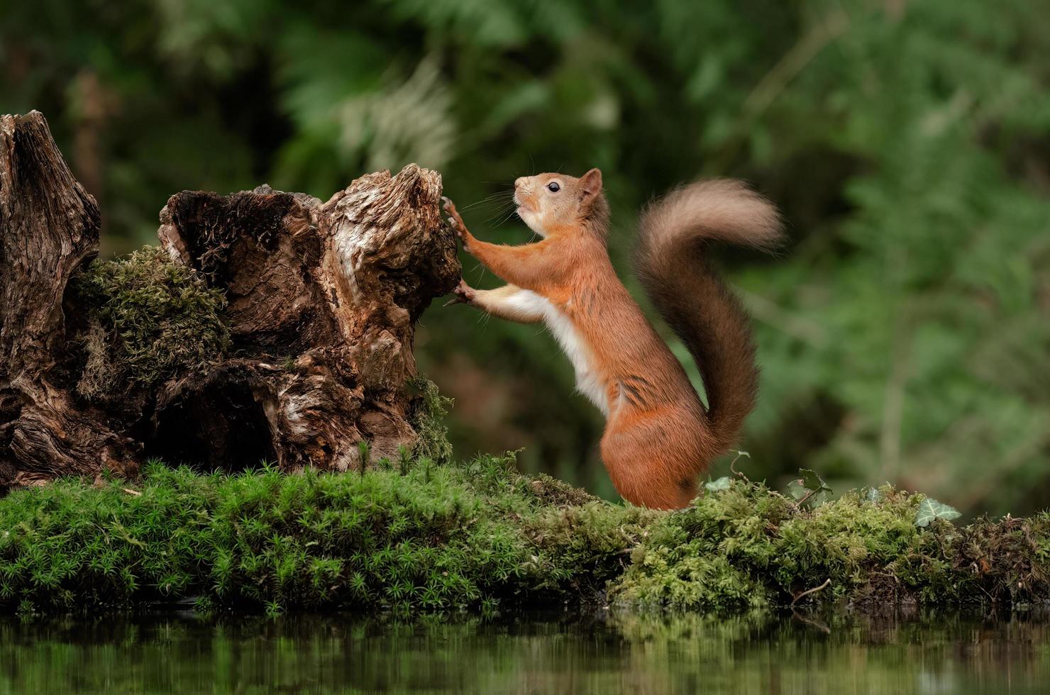 un primo piano di uno scoiattolo rosso in piedi sulle zampe posteriori contro un vecchio tronco d'albero foto