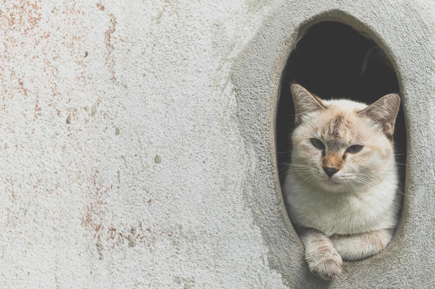 simpatico gatto grigio che si diverte foto