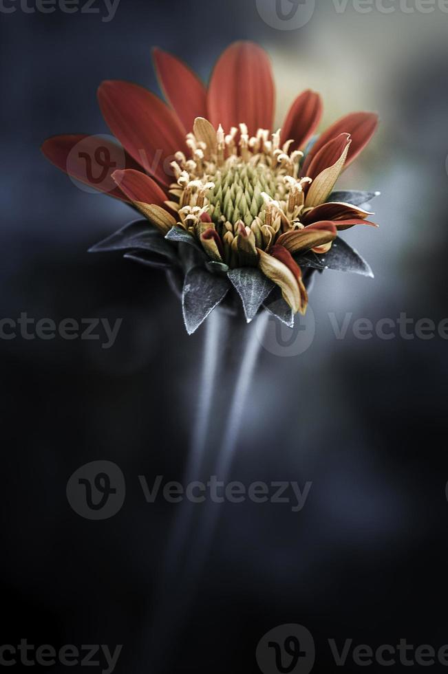 disegno floreale nero vintage bellissimi fiori realizzati con filtri colorati foto