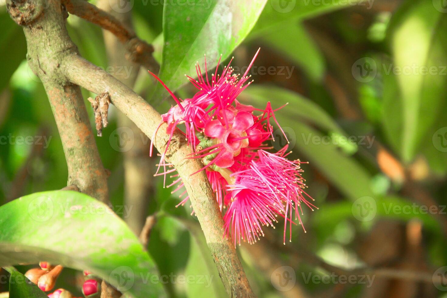 fiori a partire dal il ovaia di il giamaicano acqua guaiava quale siamo pronto per essere impollinato foto