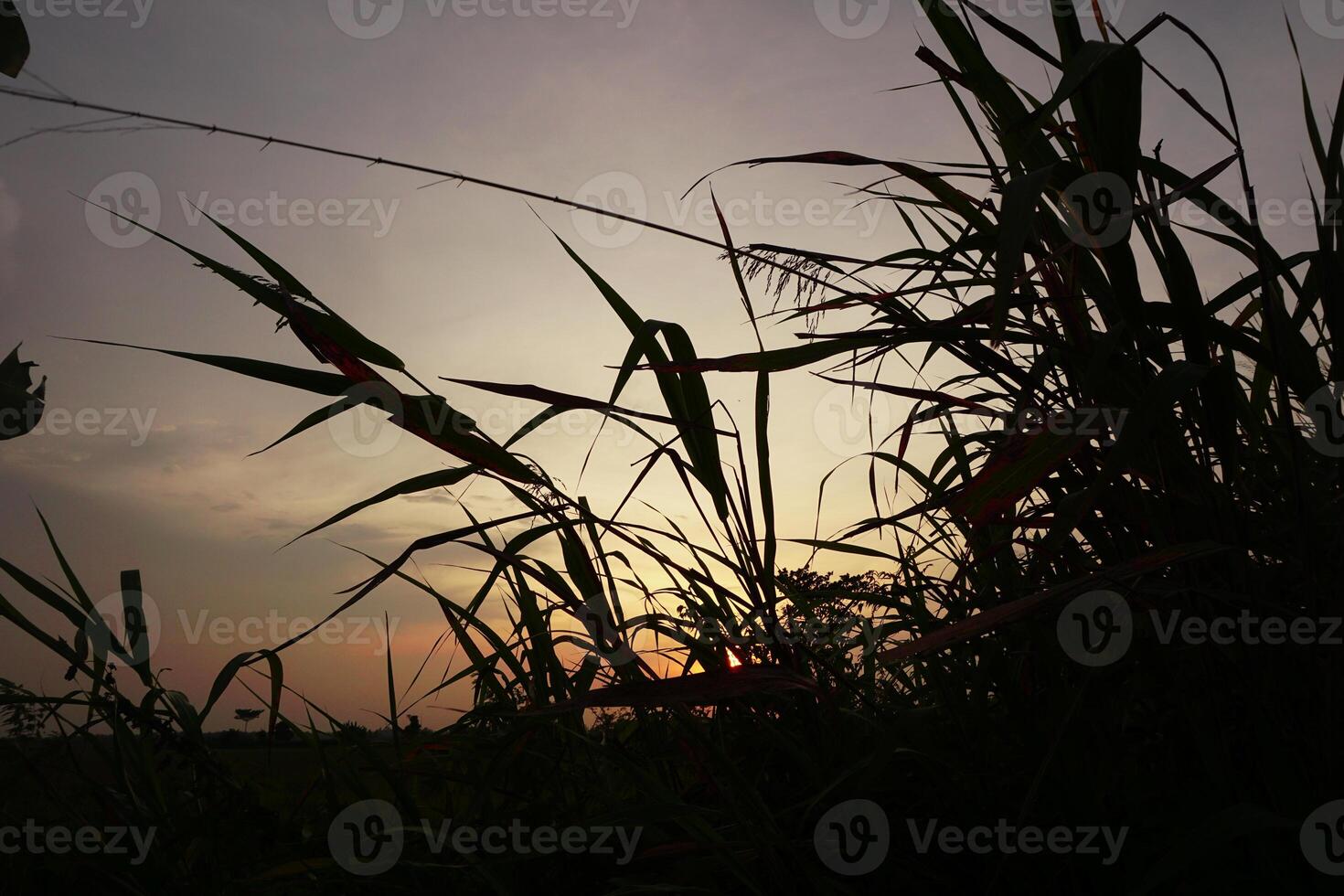 tramonto al di sopra di silenzioso rurale riso i campi foto