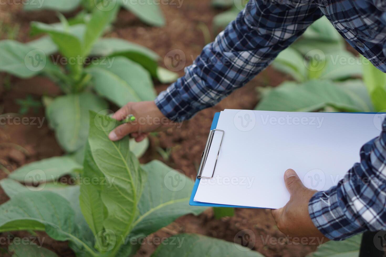 vicino su famer è osservando e ispezionando di crescita e malattia di impianti a giardino. concetto, prendere cura dopo in crescita per il migliore qualità agricolo Prodotto, ricerca per sviluppare raccolti. foto