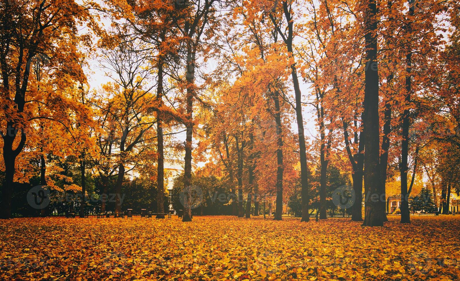 d'oro autunno nel un' città parco con alberi e caduto le foglie su un' nuvoloso giorno. Vintage ▾ film estetico. foto