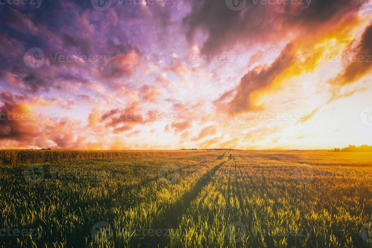 tramonto o alba nel un' segale o Grano campo con un' drammatico nuvoloso cielo durante estate. estetica di Vintage ▾ film. foto