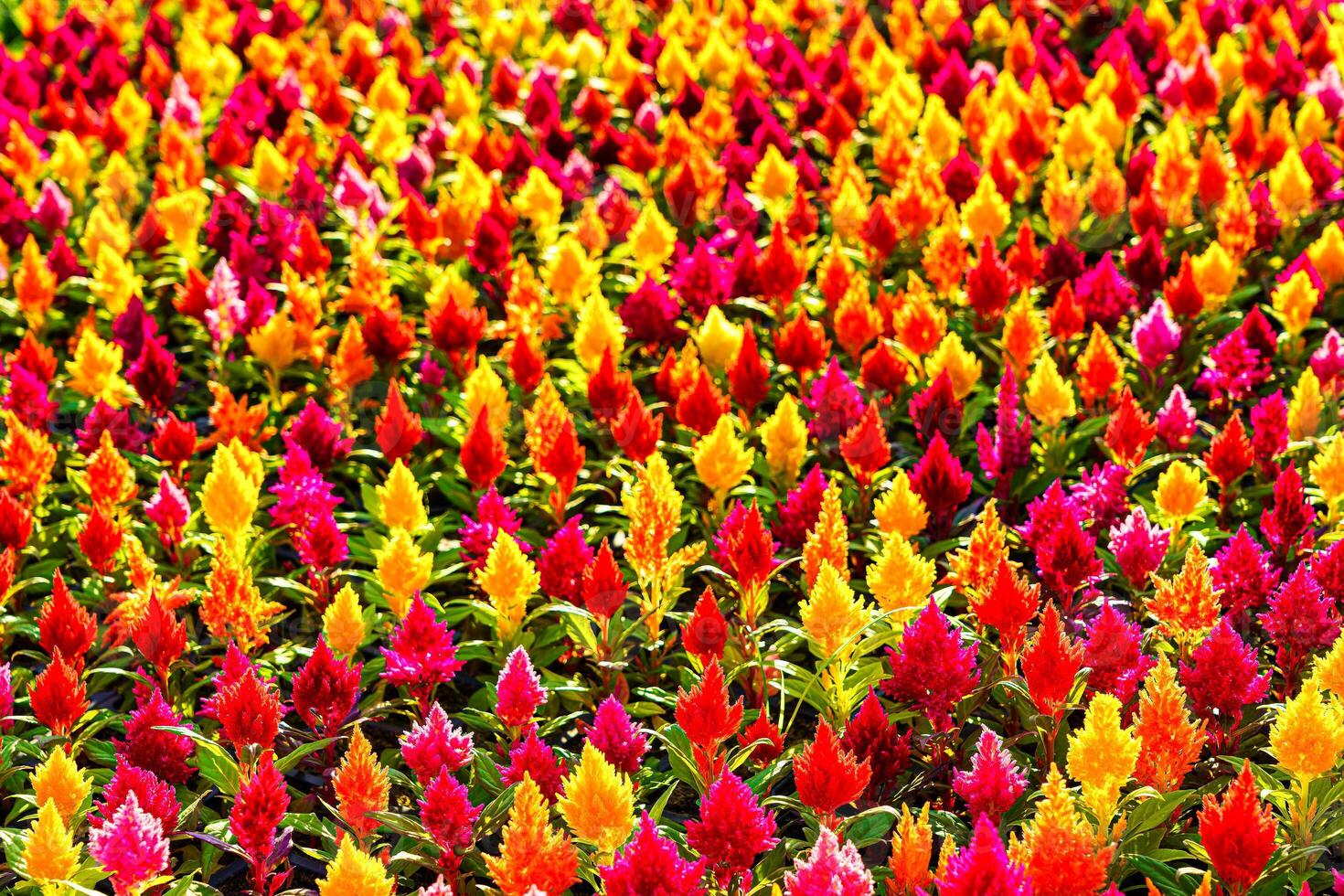 rosso e giallo ornamentale fiori natura sfondo. foto