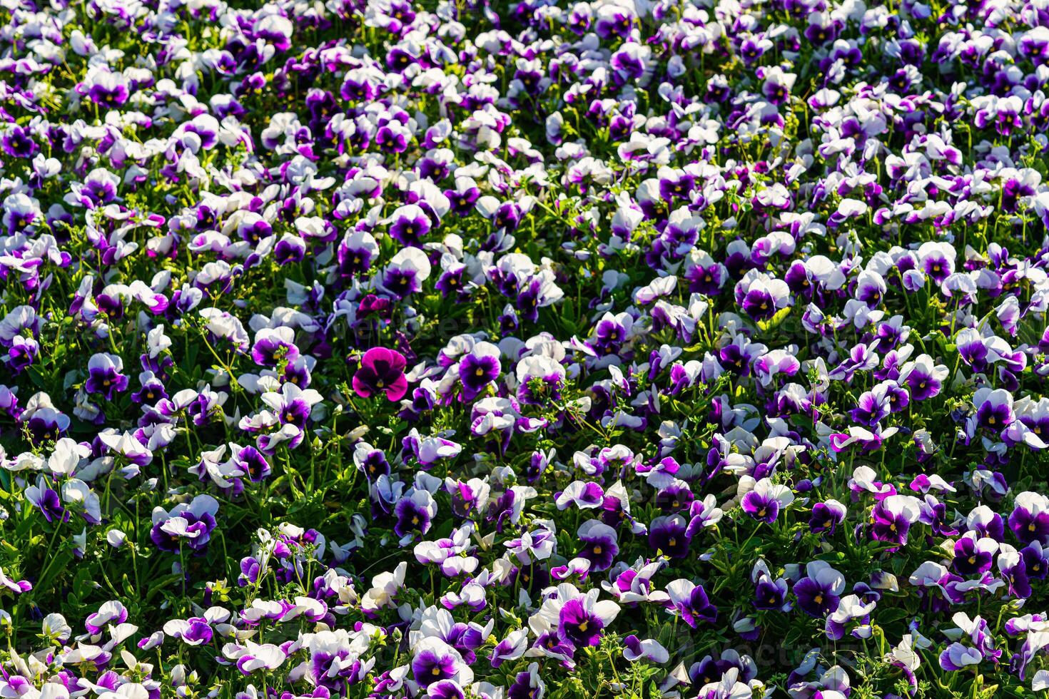 viola fiore letto con fioritura decorativo fiori. paesaggio. foto