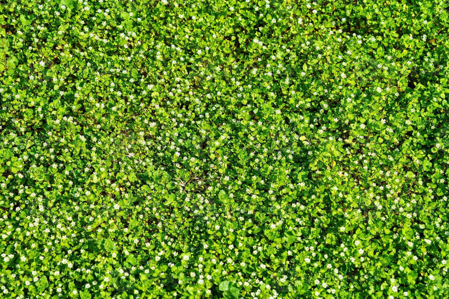 modello di piccolo primavera fiori selvatici illuminato di il sole. naturale sfondo. foto