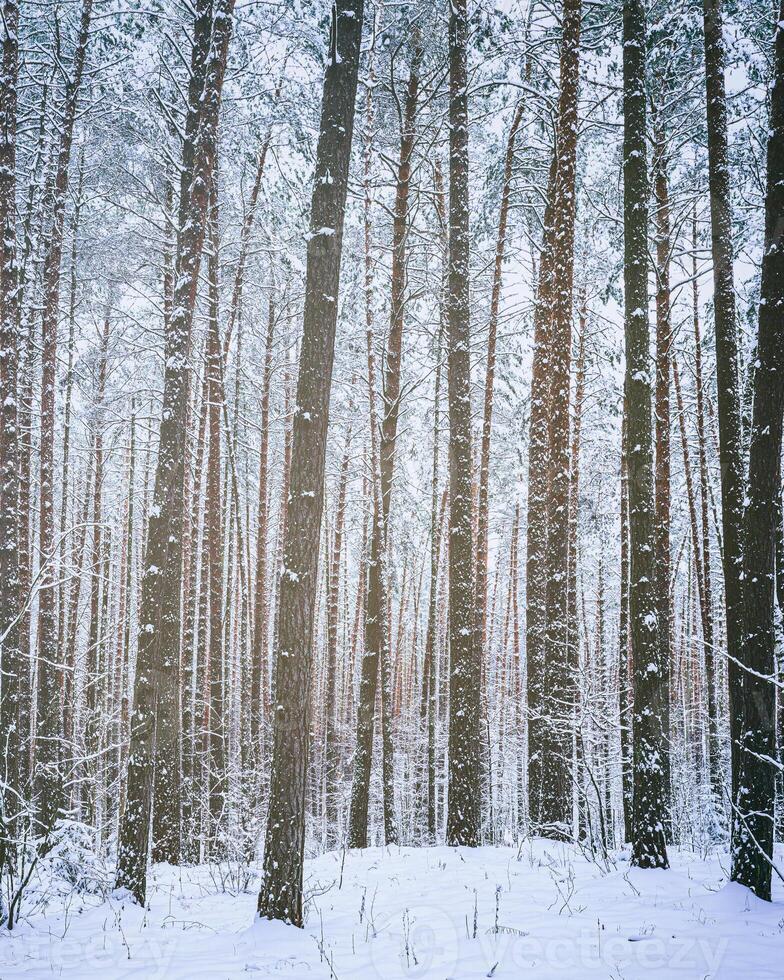 nevicata nel un' pino foresta su un' inverno nuvoloso giorno. pino tronchi coperto con neve. Vintage ▾ film estetico. foto