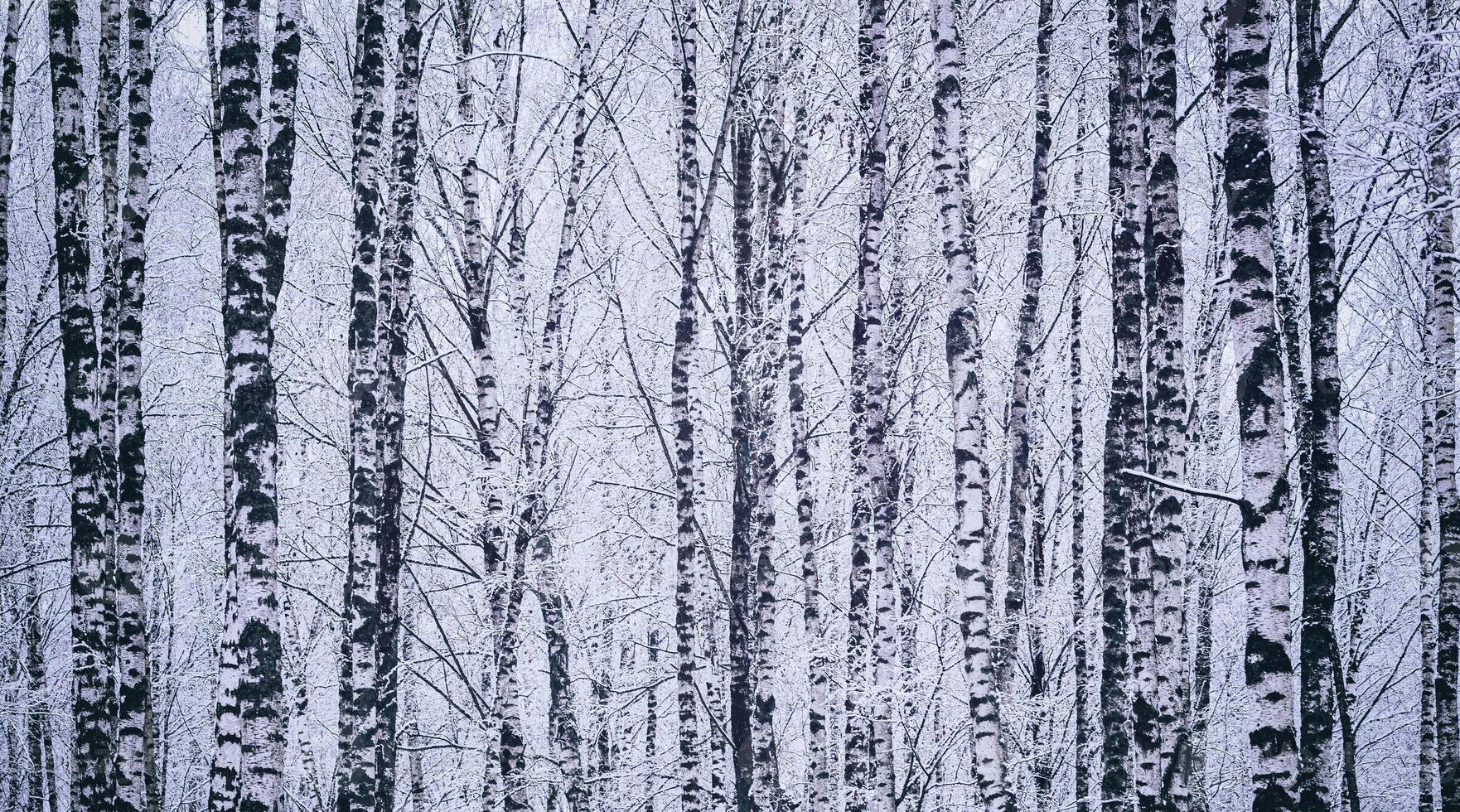 betulla boschetto dopo un' nevicata su un' inverno giorno. betulla rami coperto con neve. Vintage ▾ film estetico. foto