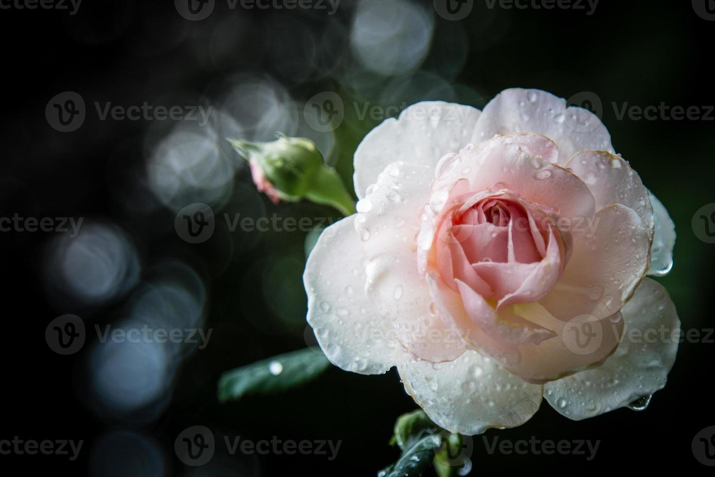 rosa fiori vintage dai toni caldi foto