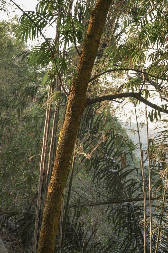 albero nella giungla foto