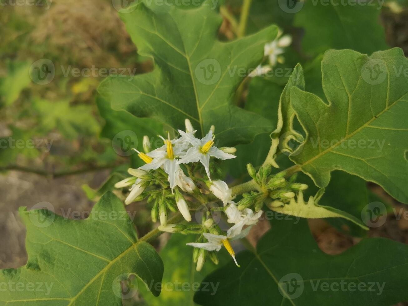 solanum torvum, melanzane di piselli, albero vegetale verde a pennello piatto che fiorisce in giardino sullo sfondo della natura foto