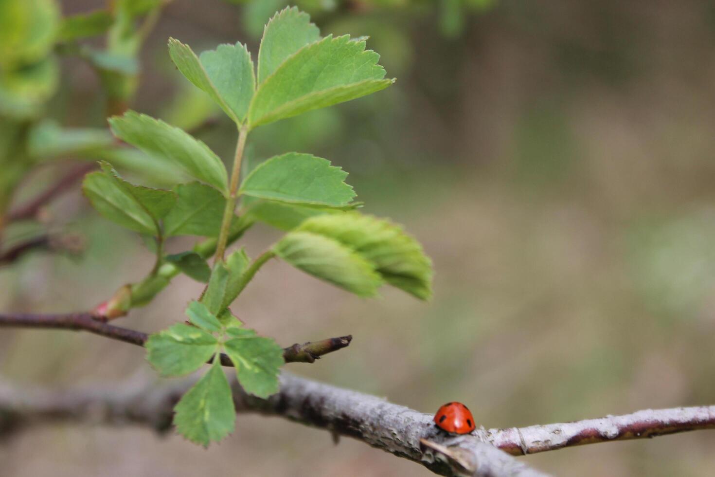 natura sfondo foto