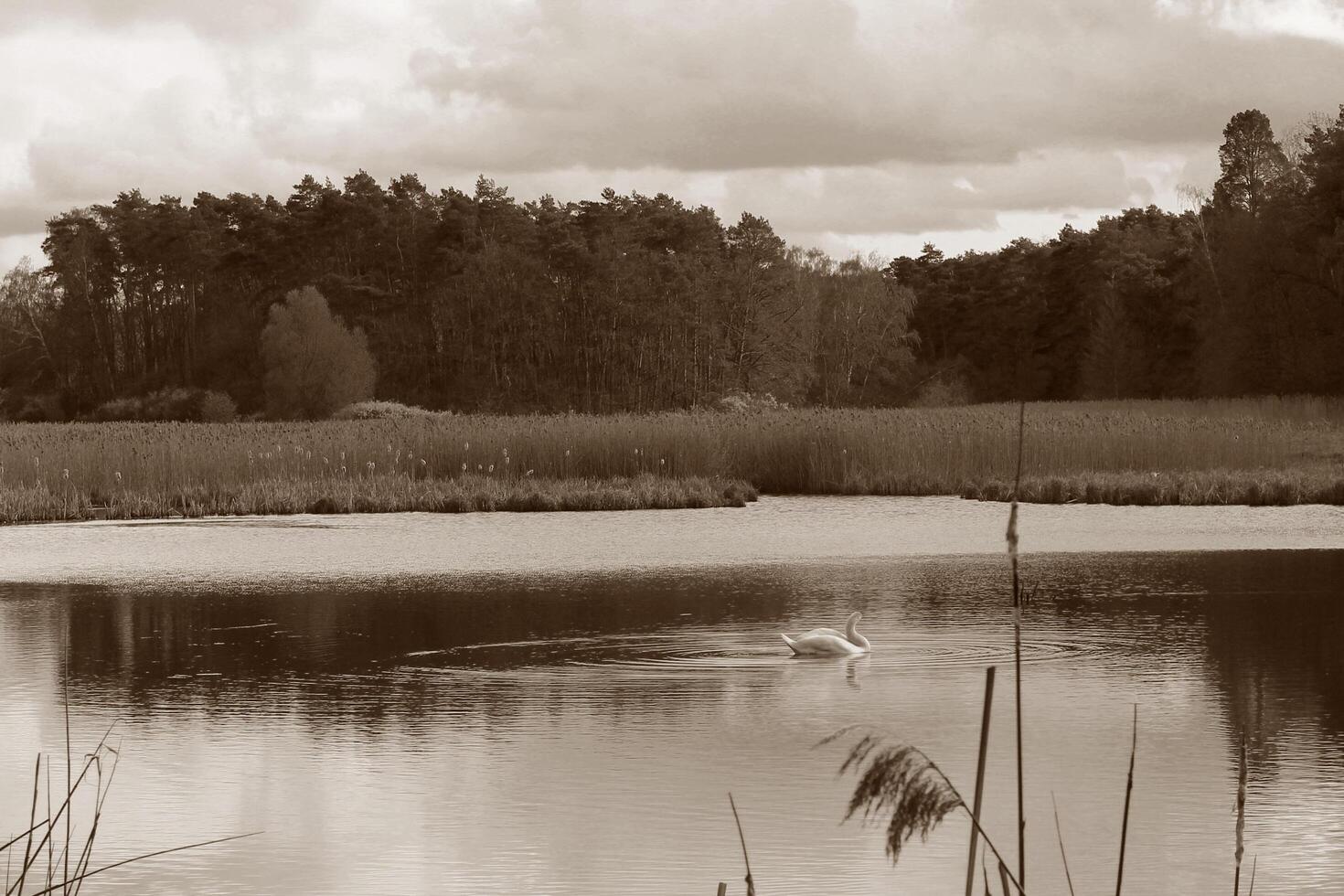 natura sfondo foto