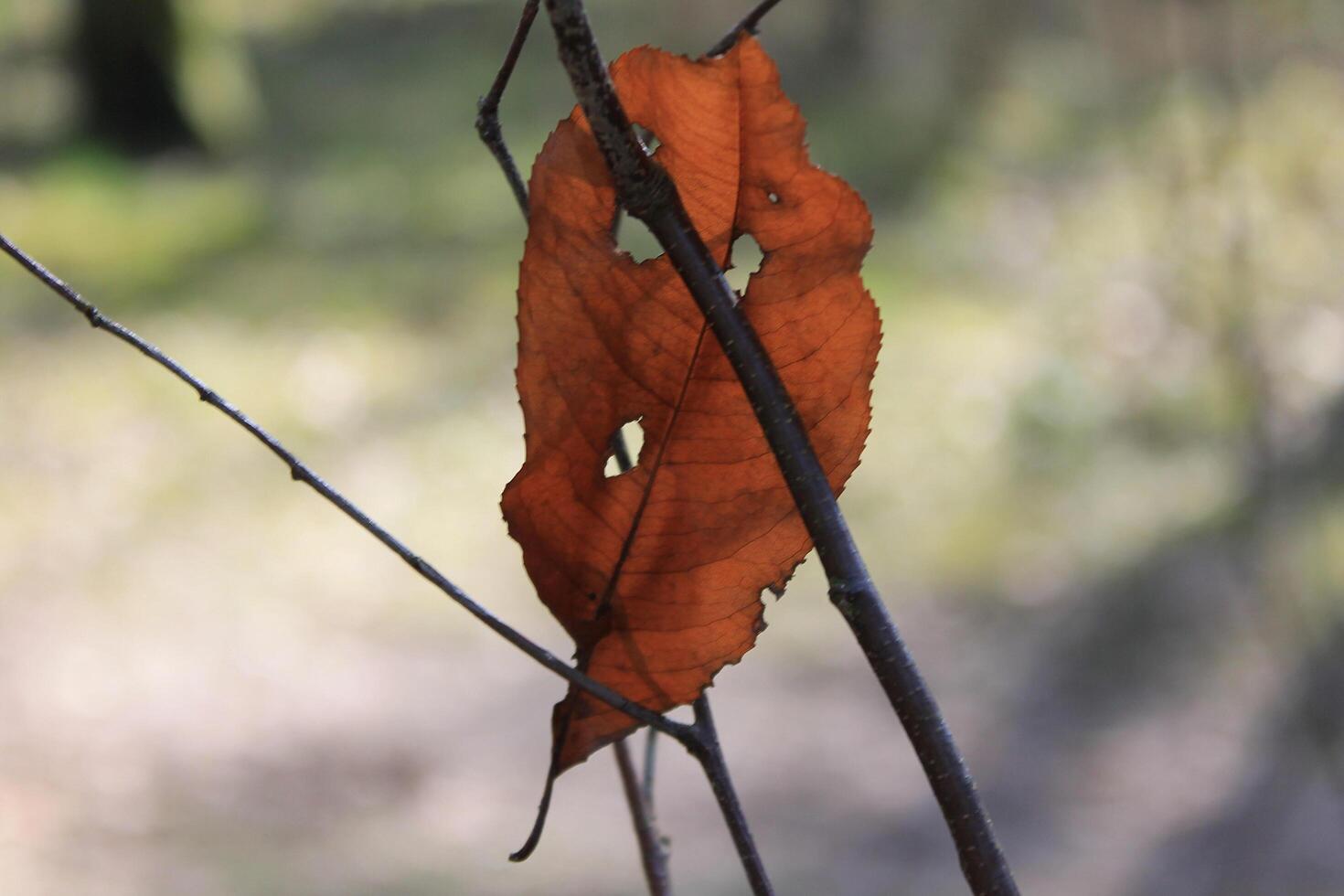 natura sfondo foto