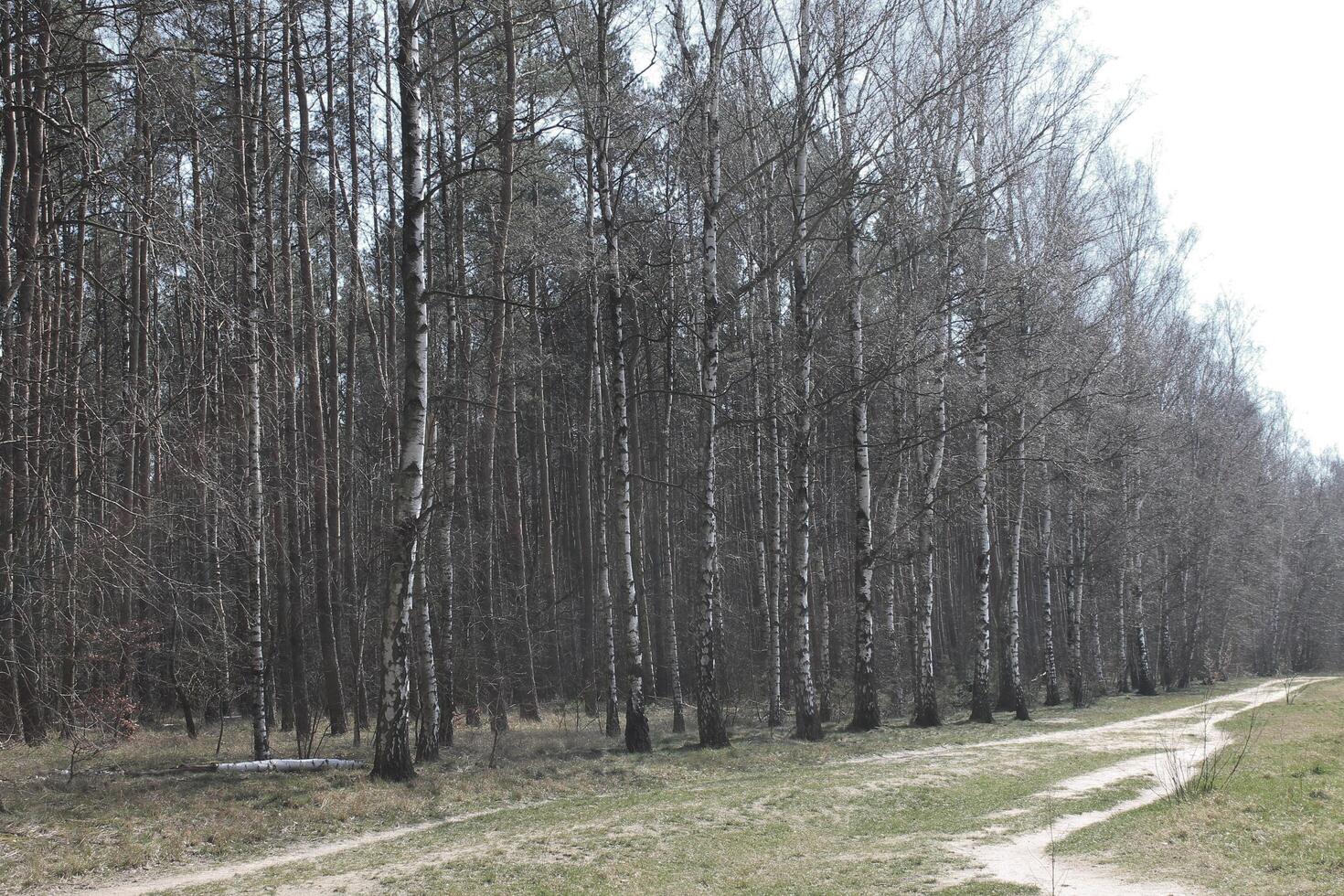 natura sfondo foto