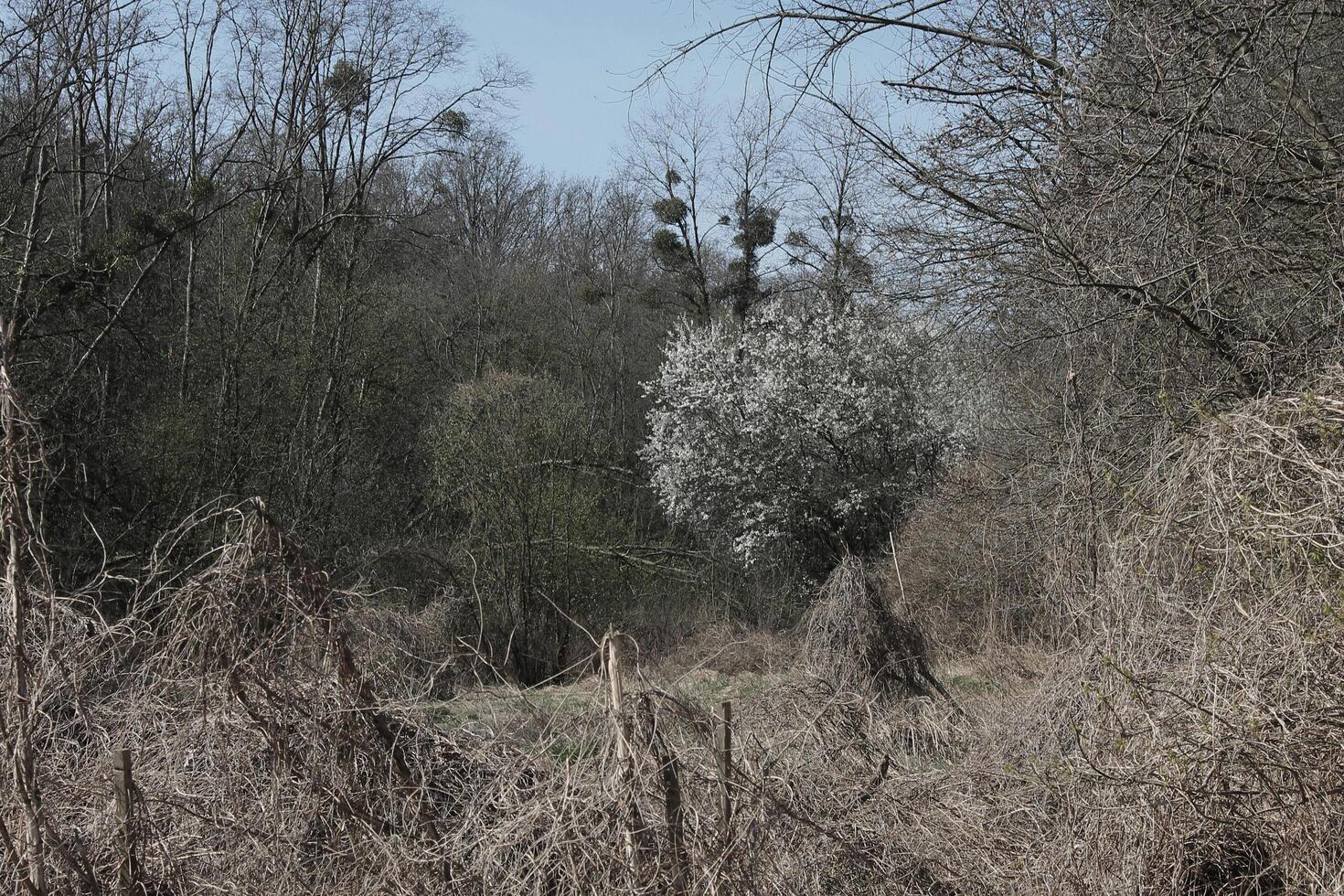 natura sfondo foto