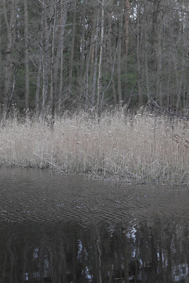 natura sfondo foto