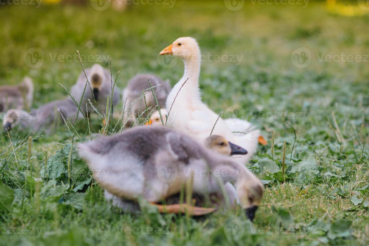 poco papere a piedi nel il erba fra margherita fiori. foto