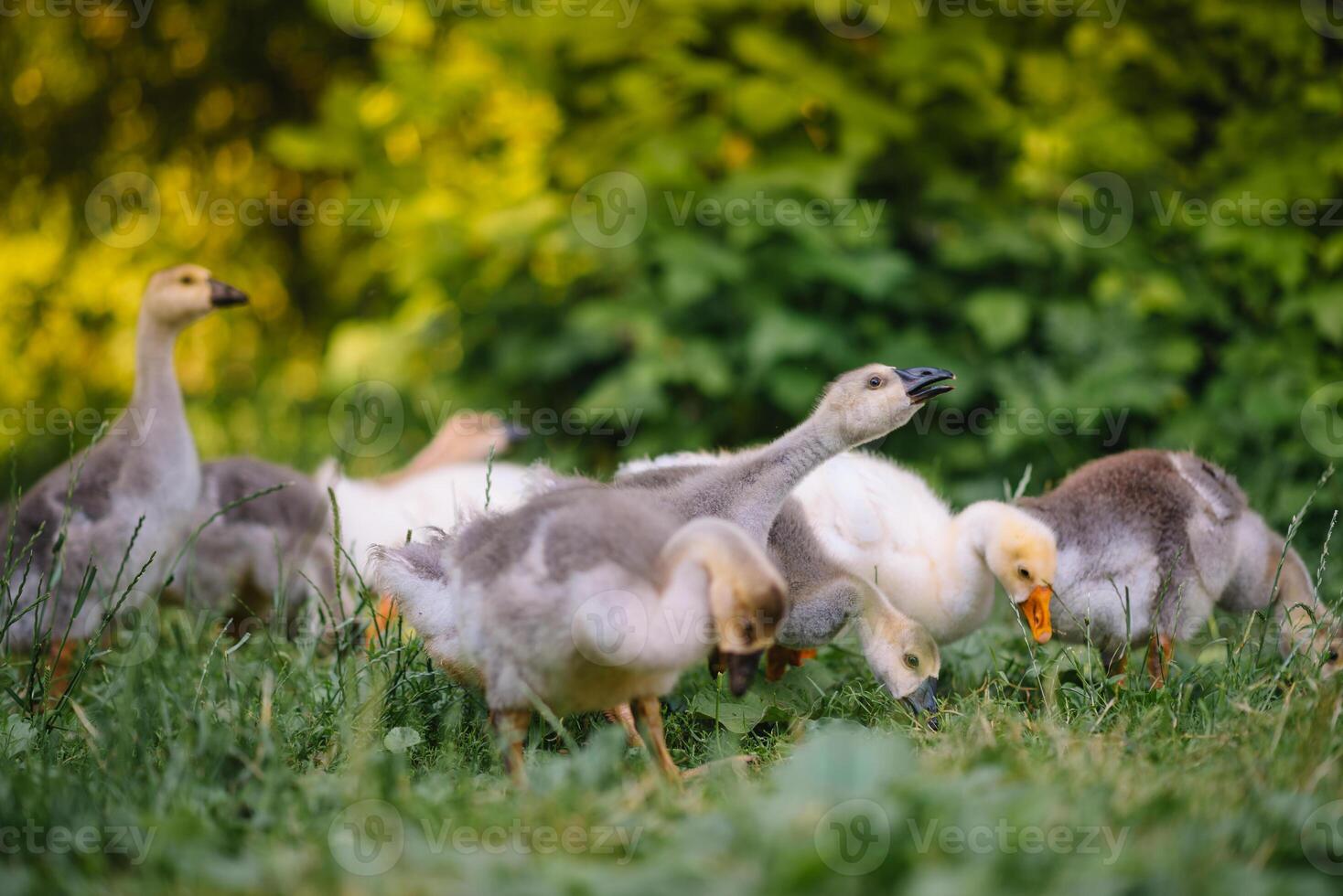 poco papere a piedi nel il erba fra margherita fiori. foto