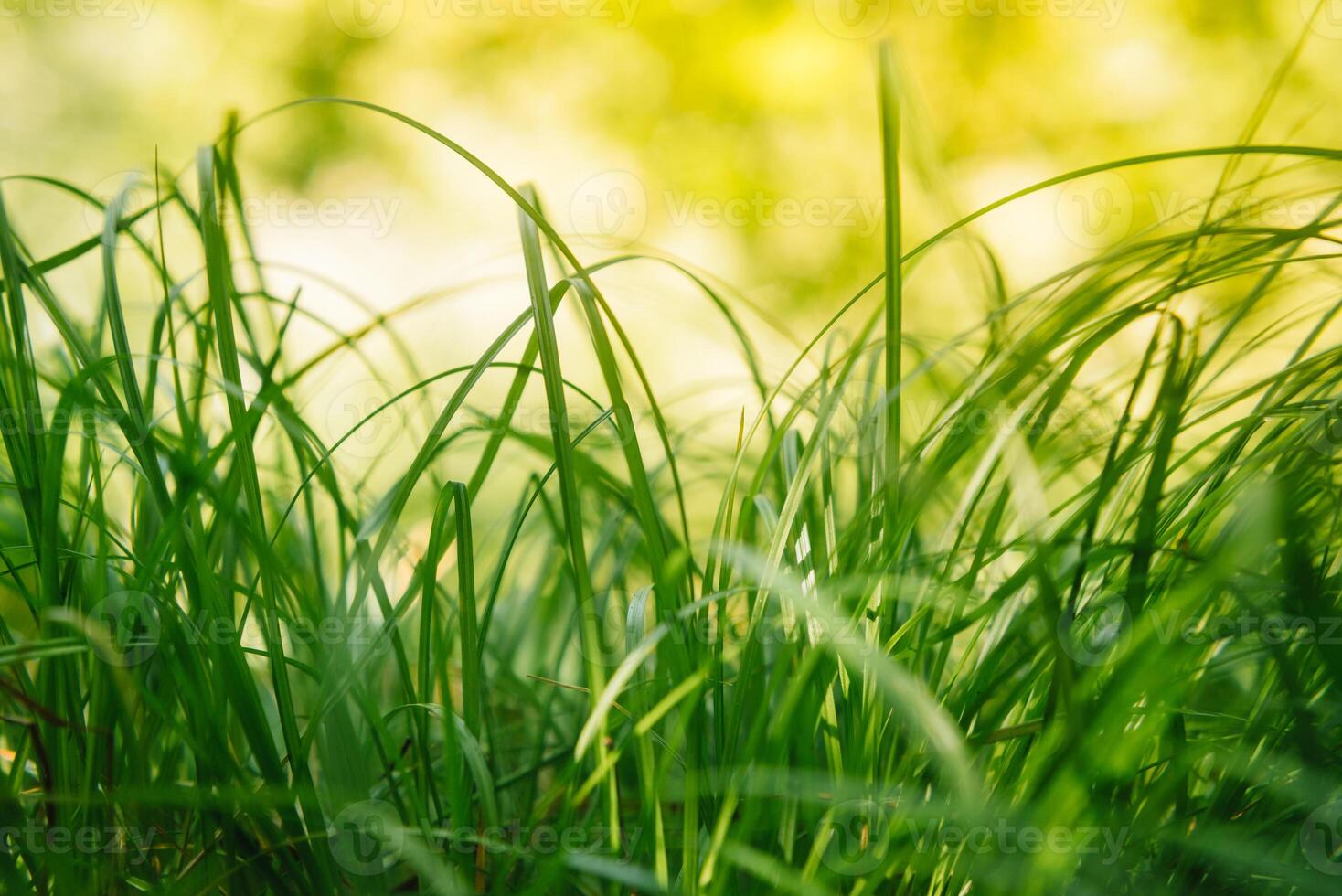 primavera o estate e astratto natura sfondo con erba campo. sfondo con verde erba campo e bokeh luce. estate sfondo. foto