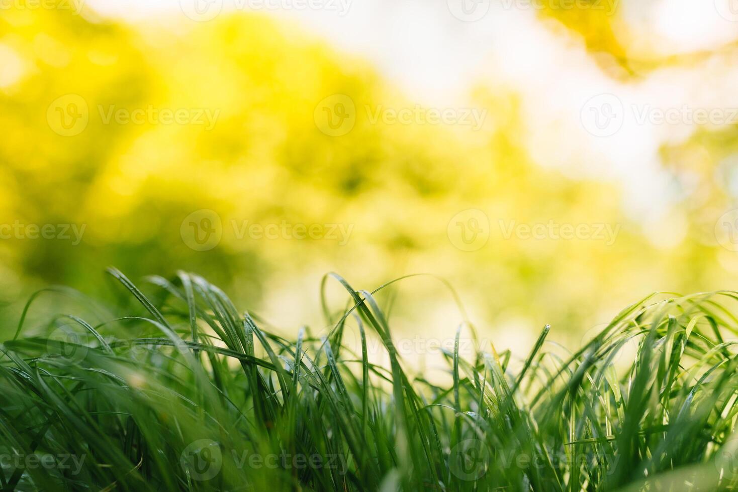 primavera o estate e astratto natura sfondo con erba campo. sfondo con verde erba campo e bokeh luce. estate sfondo. foto