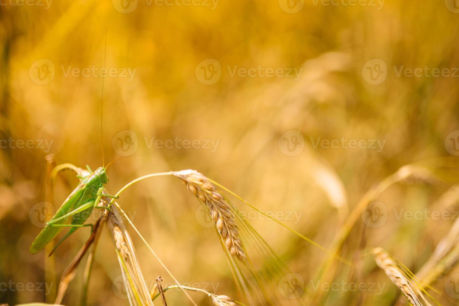 verde locuste divorando un' grande orzo. insetto peste. peste concetto nel agricoltura. foto