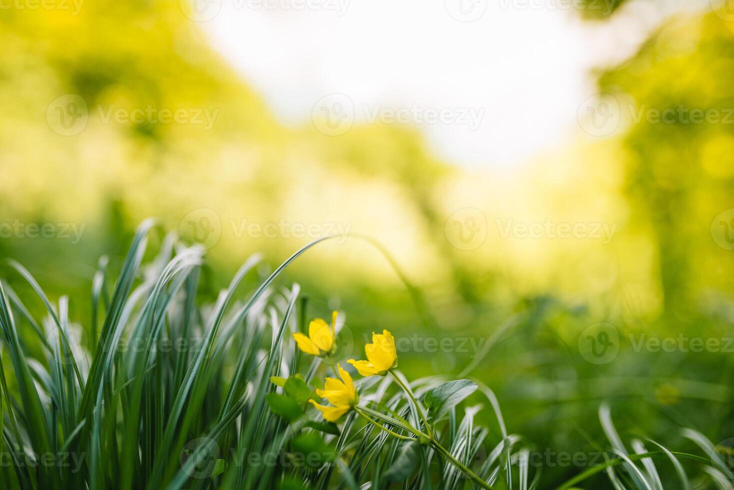 primavera o estate e astratto natura sfondo con erba campo. sfondo con verde erba campo e bokeh luce. estate sfondo. foto