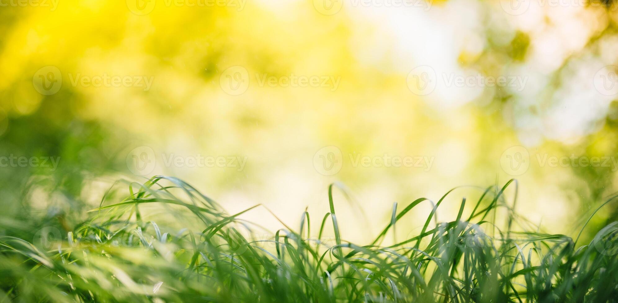 primavera o estate e astratto natura sfondo con erba campo. sfondo con verde erba campo e bokeh luce. estate sfondo. foto