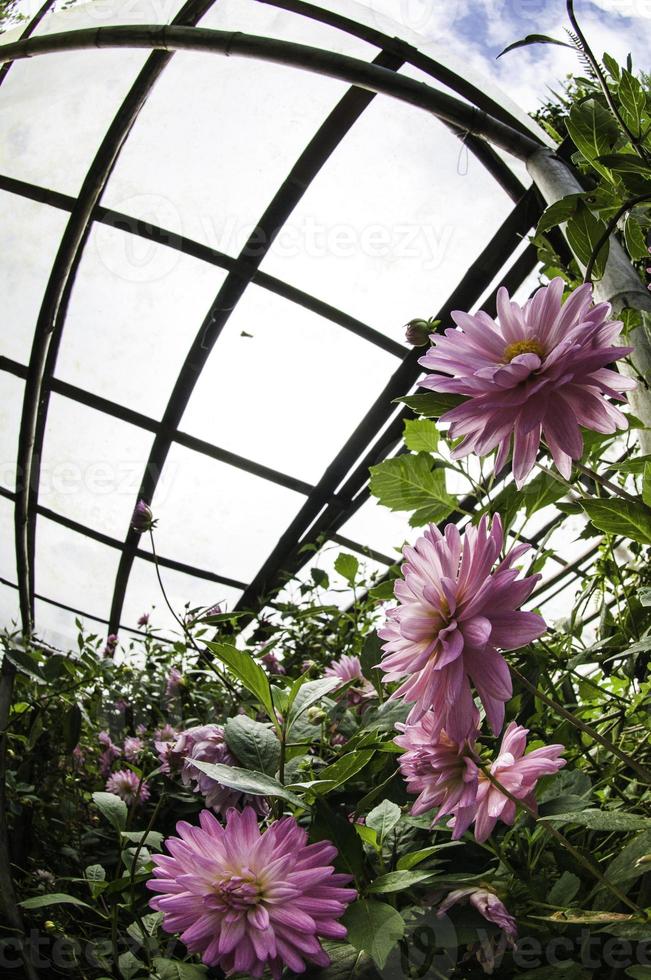 fiore su disegno floreale nero foto