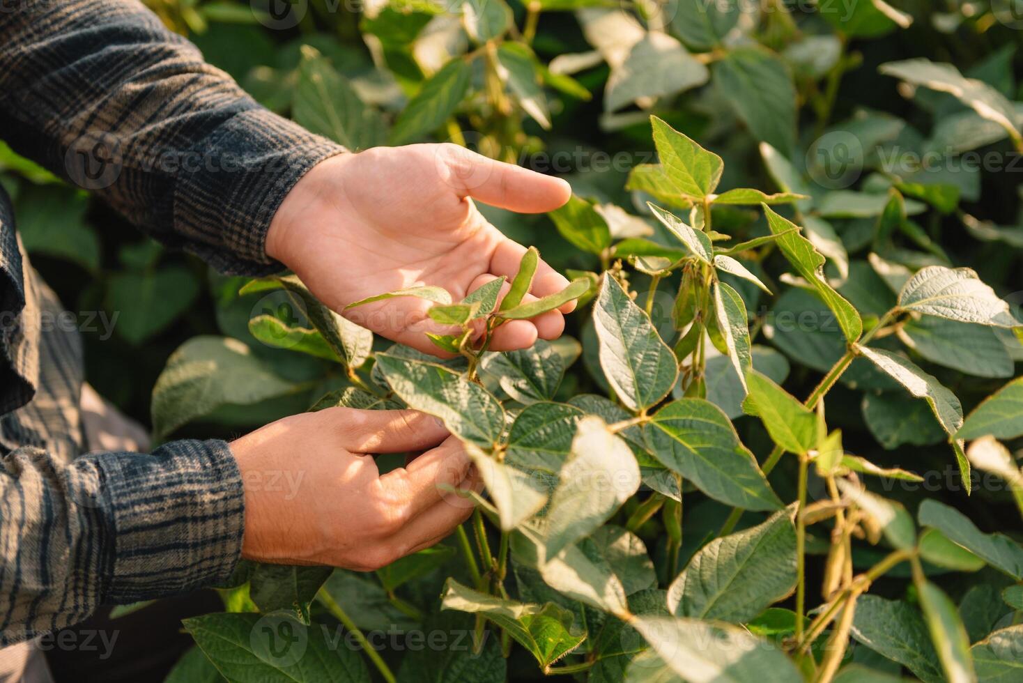 agronomo ispezionando soia fagiolo colture in crescita nel il azienda agricola campo. agricoltura produzione concetto. agribusiness concetto. agricolo ingegnere in piedi nel un' soia campo foto