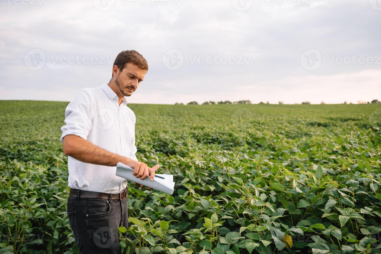 agronomo ispezionando soia fagiolo colture in crescita nel il azienda agricola campo. agricoltura produzione concetto. agribusiness concetto. agricolo ingegnere in piedi nel un' soia campo foto