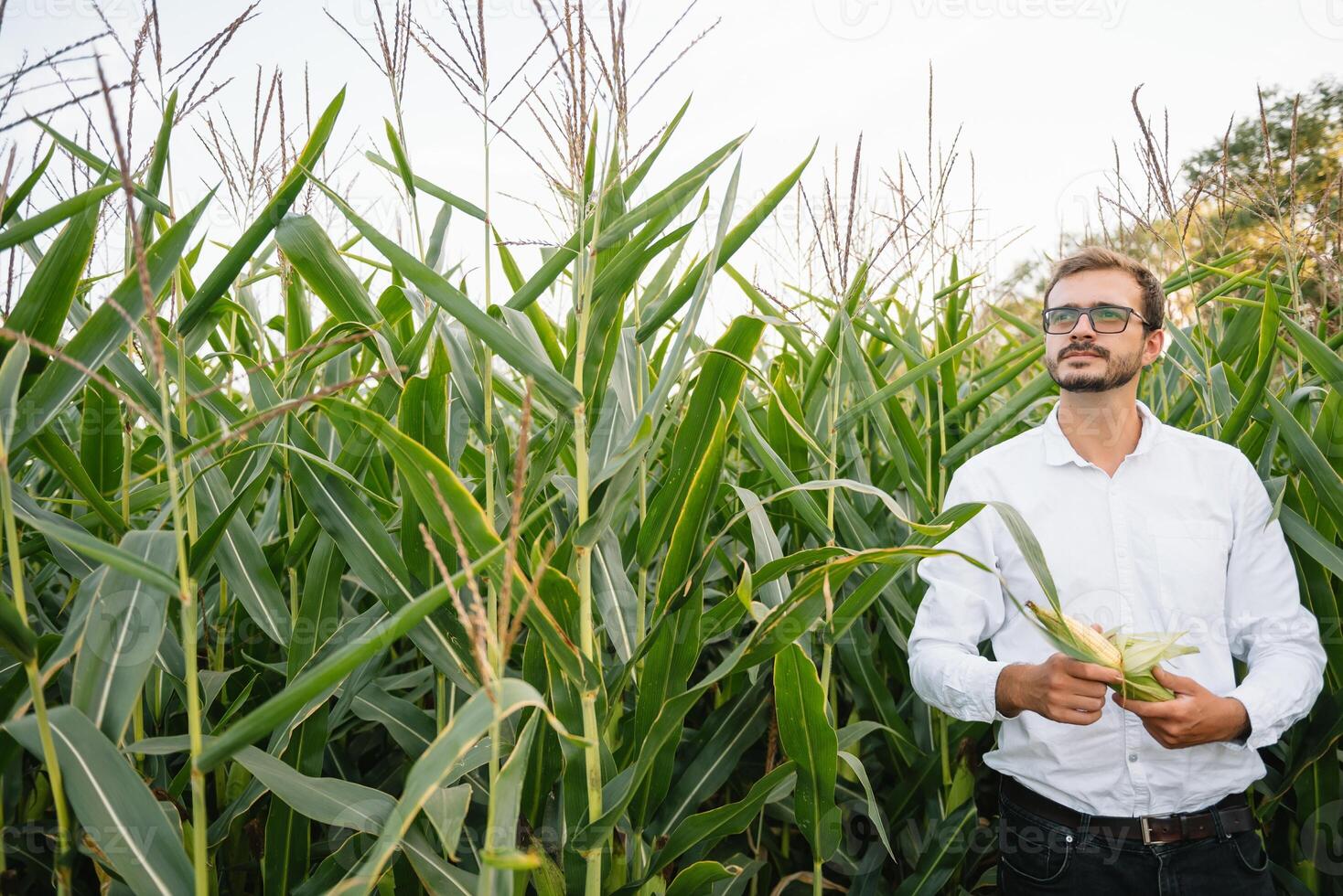 ritratto di un' contadino sorridente a il telecamera, guardare e controllo il campo di mais, verdura sfondo. foto