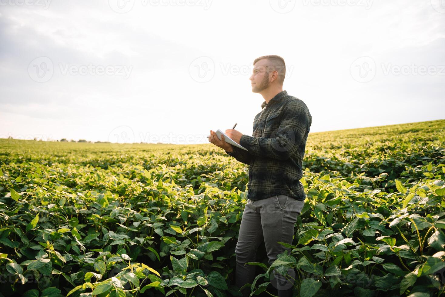 agronomo ispezionando soia fagiolo colture in crescita nel il azienda agricola campo. agricoltura produzione concetto. agribusiness concetto. agricolo ingegnere in piedi nel un' soia campo foto