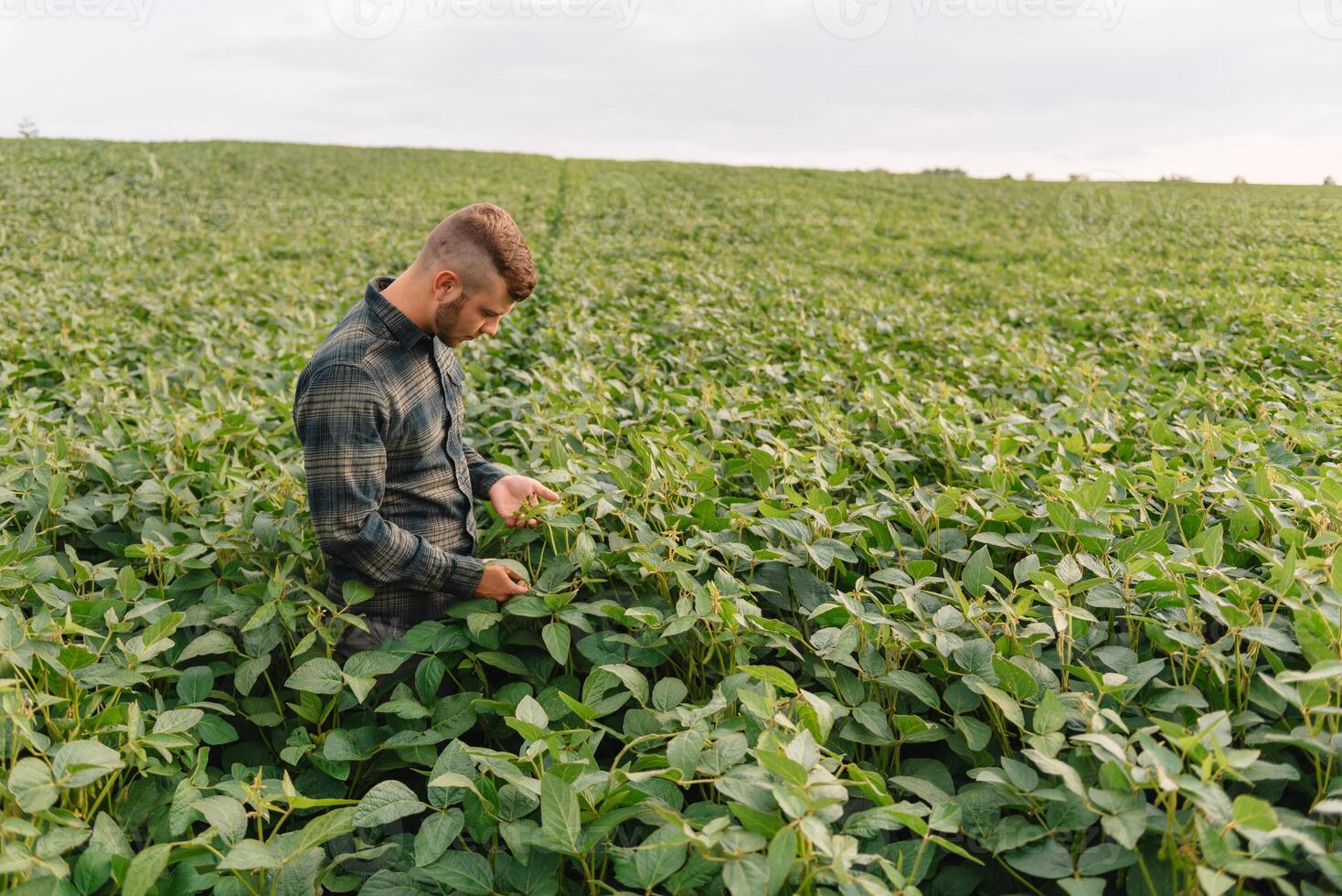 agronomo ispezionando soia fagiolo colture in crescita nel il azienda agricola campo. agricoltura produzione concetto. agribusiness concetto. agricolo ingegnere in piedi nel un' soia campo foto